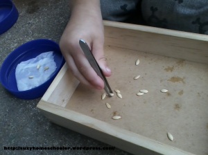 Harvest Theme Week Activities - Exploring Seeds from Suzy Homeschooler (6)