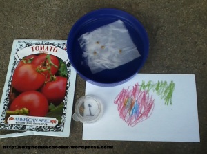 Harvest Theme Week Activities - Exploring Seeds from Suzy Homeschooler (8)